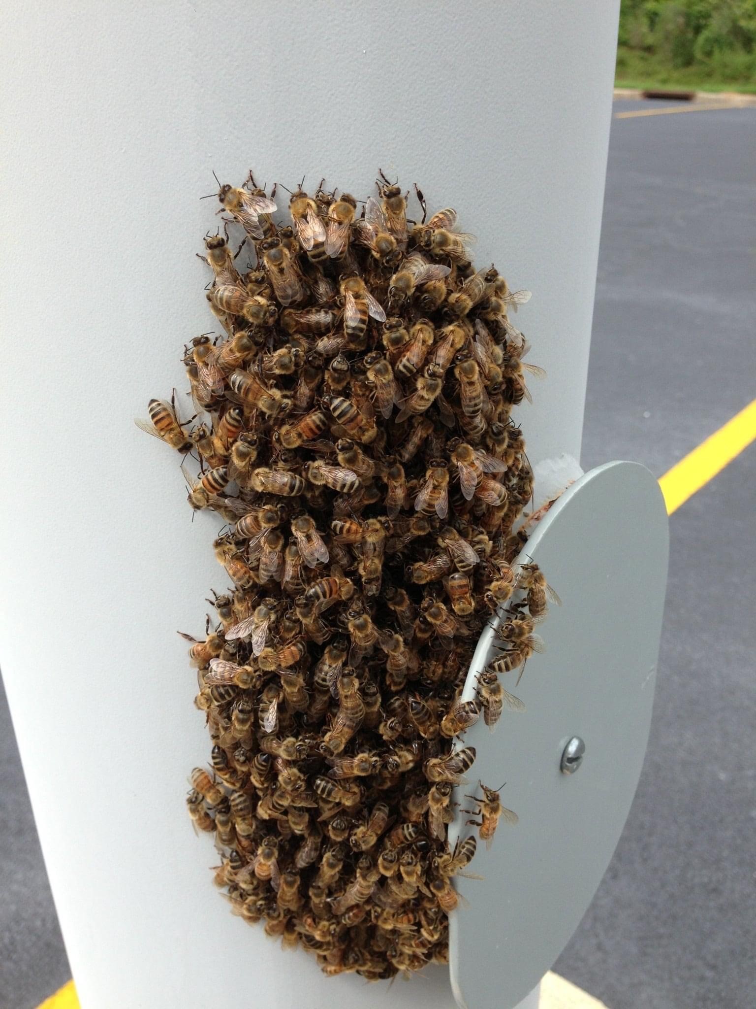 bees